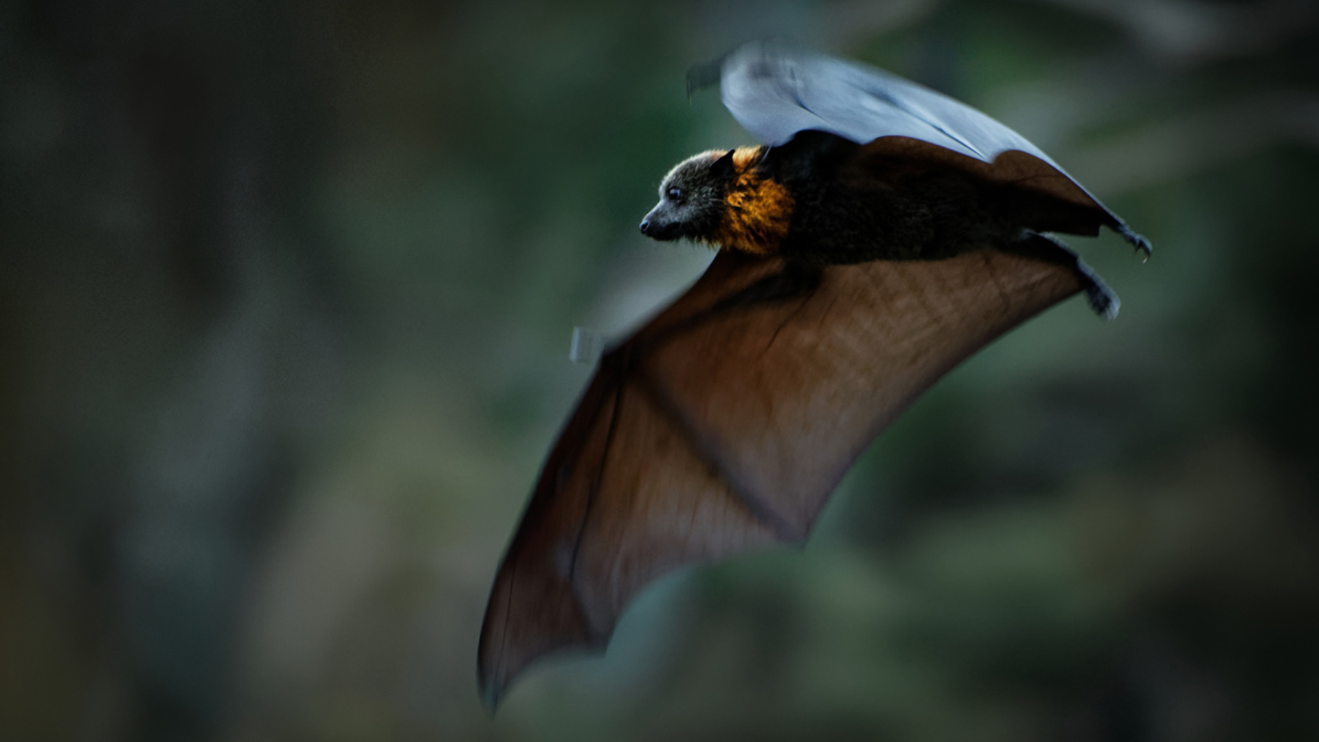 Australasian Bat Society Grants