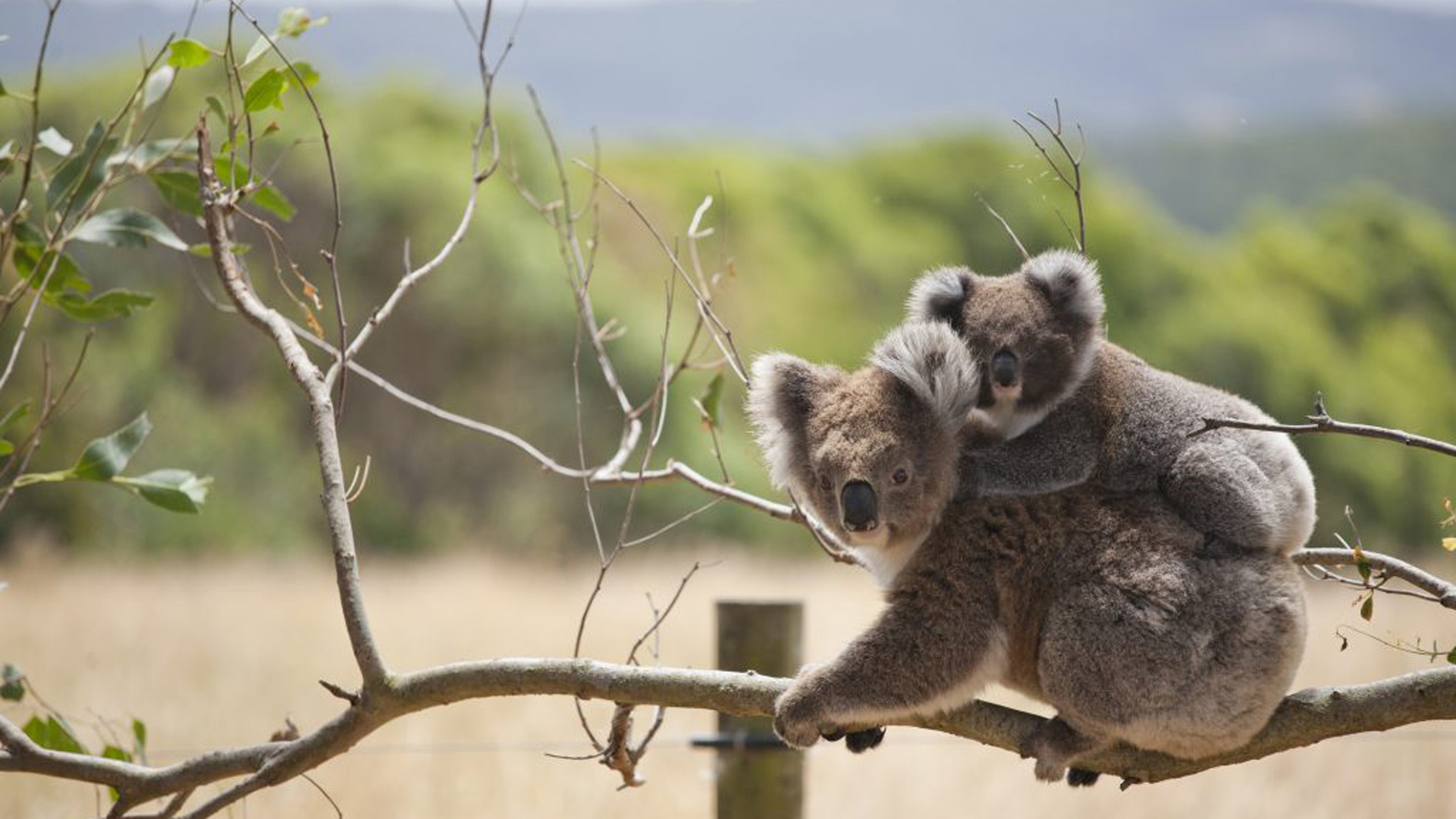 The Great Koala National Park >