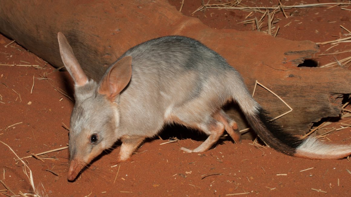 Save the Bilby Fund >