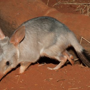 Save the Bilby Fund >