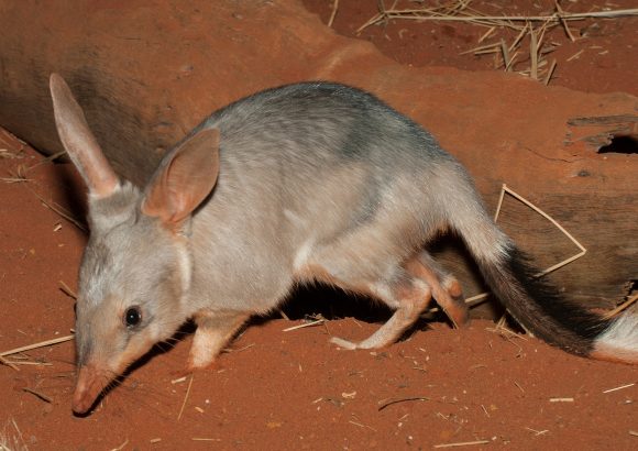 Save the Bilby Fund