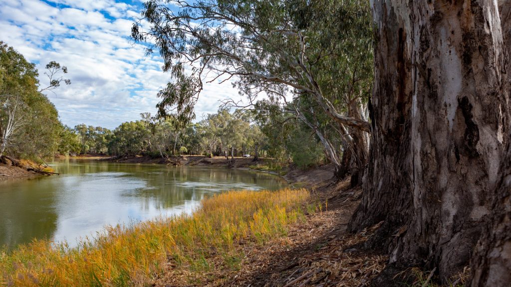 Save the River Red Gum >
