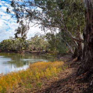 Save the River Red Gum >