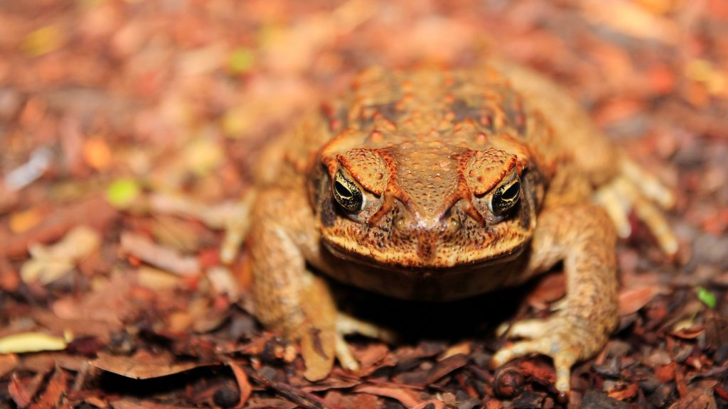 Stop the Toad in WA >