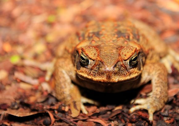 Stop the Toad in WA