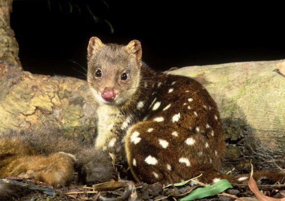 Spotted-Tailed Quoll Project