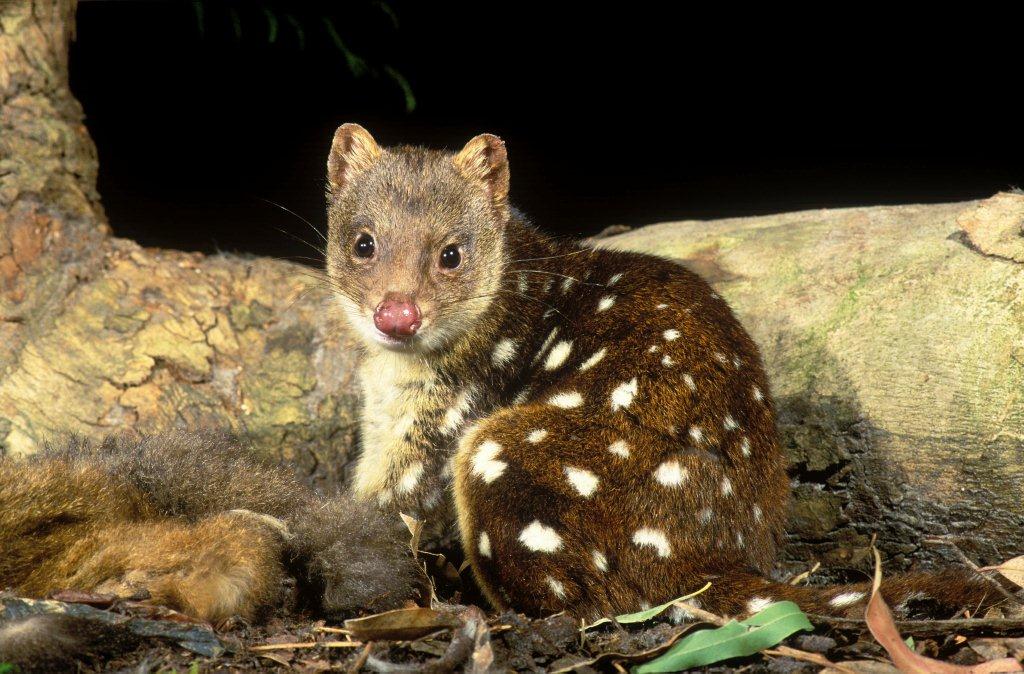 Spotted-Tailed Quoll Project >